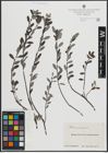 Foto von Salix arenaria L.